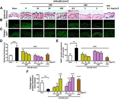 The Protective Effect of Polyherbal Formulation, Harak Formula, on UVA-Induced Photoaging of Human Dermal Fibroblasts and Mouse Skin via Promoting Nrf2-Regulated Antioxidant Defense